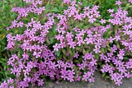501+Pink Rock Soapwort Seeds Perennial Groundcover Trailing Container Baskets Fr - £6.77 GBP
