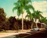 Vtg Postcard Early Chrome Morning Through Florida&#39;s Palm Lined Orange Gr... - $3.91