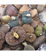 LITHOPS lesliei mix Succulents Garden Plants 100 PCS Seeds - $225.44 MXN