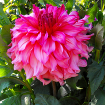 Giant Dinnerplate Dahlia - 50 Seeds - £6.63 GBP