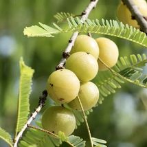 Live Plants Amalika / Indian gooseberry (Phyllanthus emblica) Fruit Tree 12” - $89.98