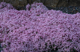 2,000 Seeds Creeping Thyme Beautiful Blooms Dwarf 6 Inch Variety. Non-GMO USA - £11.00 GBP