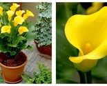 50 PCS Yellow Calla Lily Seeds Garden Balcony Flower Seeds Ivy Flowers - $31.93