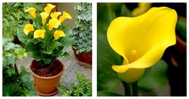 50 PCS Yellow Calla Lily Seeds Garden Balcony Flower Seeds Ivy Flowers - £25.92 GBP