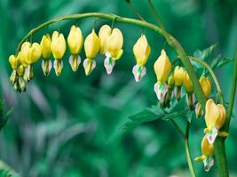 25 yellow bleeding heart seeds flowers flower seed perennial bloom thumb200