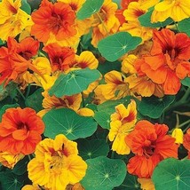 USA Non GMO 25 Seeds Nasturtium Dwarf Tom Thumb Mix Pollinator Attractor Edible  - £6.81 GBP