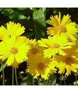 Coreopsis Dwarf Lance Leaved Tickseed Butterflies 200 Seeds Easy To Grow Garden  - $10.95