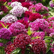 Sweet William Dianthus Herald Of Spring Mix Partial Shade Ok 200 Seeds - £7.02 GBP
