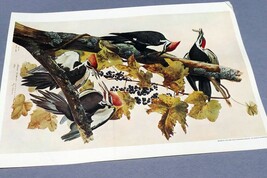 John James Audubon Folio Plate #111 Pileated Woodpecker 7X11" small 1966 reprint - $858.39 MXN