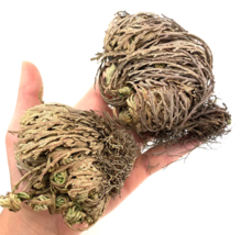 Rose of Jericho | Dried Flower | Resurrection Plant | Sacred Doradilla P... - £5.33 GBP