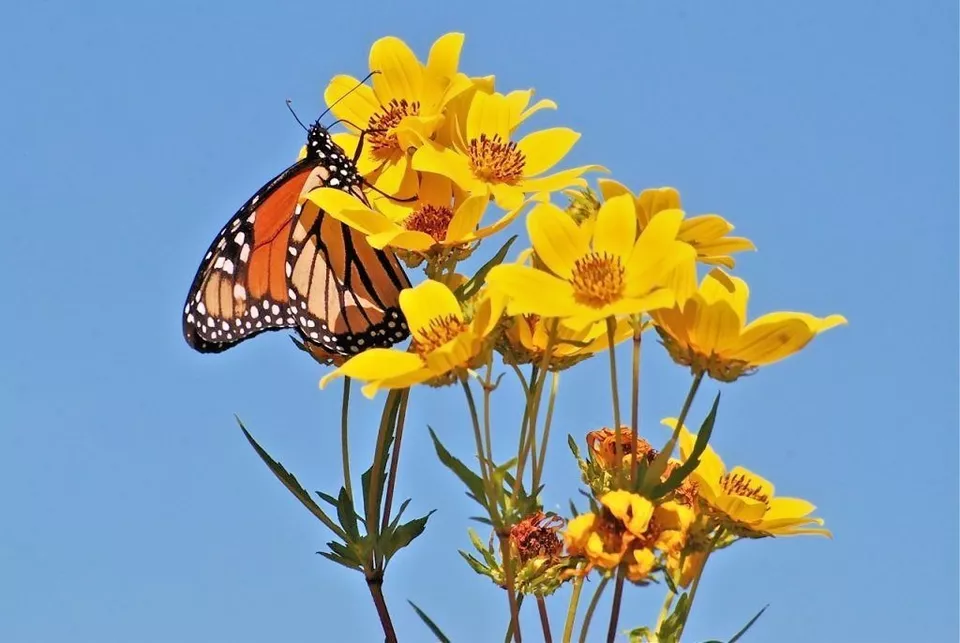 100 Swamp Marigold Flower Seeds Tickseed Native - £4.72 GBP