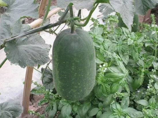 20pc seeds Winter Melon Seeds - $27.98