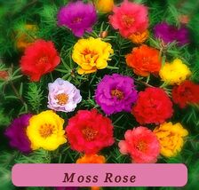 20+ Moss Rose Seeds Portulaca Double Mix Annual Flower Garden Fast Growing - $53.71 MXN