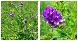 Alfalfa Seeds Perennial Medicago Sativa Seeds 400Pcs/Bag Garden - £15.97 GBP