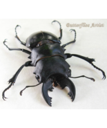 Real Stag Beetle Odontolabis Alces Taxidermy Framed Entomology Shadowbox - $1,265.74 MXN