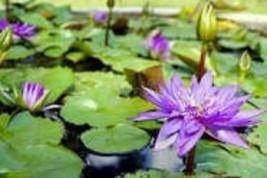 1 Purple Water Lily Pond Bud Flower Seeds - $87.48 MXN