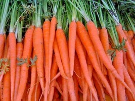 FA Store 401 Tendersweet Carrot Seeds Organic Summer Vegetable Patio - £7.38 GBP