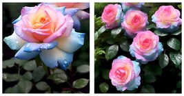 100 Seeds Roses Daydream Seeds Flower Garden - £31.96 GBP