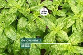 Genovese Basil Seeds | Heirloom - Non-GMO | 1,000 Seeds | Italian Pesto ... - $4.99