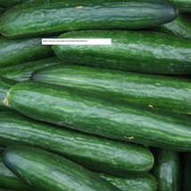 Straight Eight Cucumber Seeds - Vegetable Seeds - BOGO - £1.59 GBP
