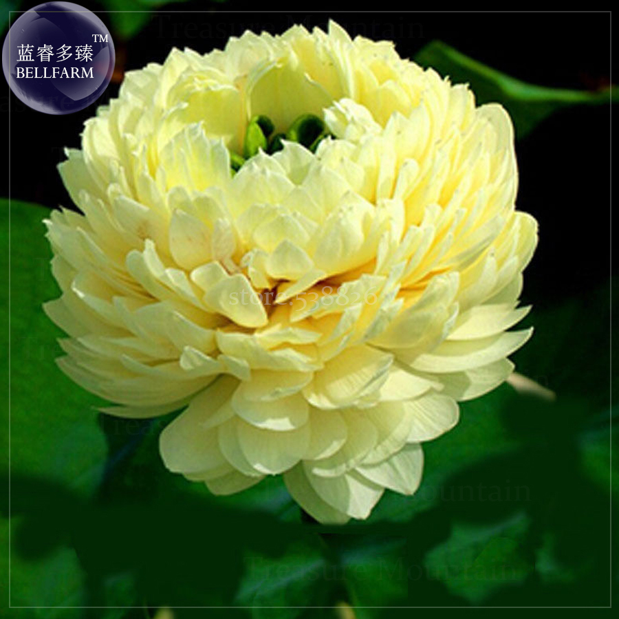 SL &#39;Bai Rou Bear&#39; Light Golden Big Blooms Double Lotus With Green Centre... - $0.82