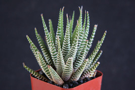 TKBONStore 2&quot;&quot; Exotic Plants Succulent Cactus Collection 3 Haworthia Att... - $42.08