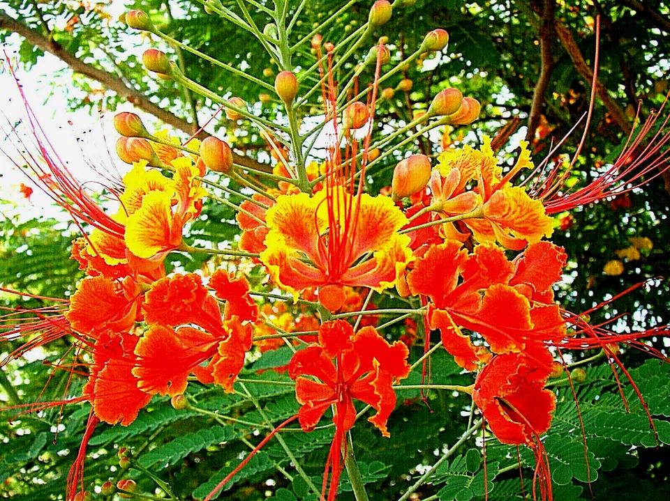 Dwarf Poinciana 10 Seeds Red Bird Of Paradise, Mexican Fast Shipping - £7.04 GBP