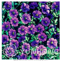 100 Seeds Mini Calibrchoa Million Bells Annual Flower Bonsai Vary Colors... - $5.86