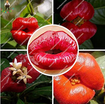 Exotic Red Lips Plants Flower Pots Flowers Plants Park Yard Plant Psychotria Pla - $8.35