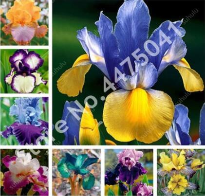 50 Seeds Aquatic Iris Flower Mixed - $4.36