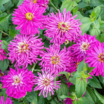 Semilir 100 Super Cactus Lilac Emperor Zinnia Seeds for Garden USA  Fast Grow Fr - £8.82 GBP