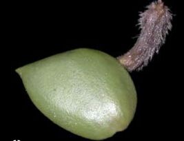 10 BLACK MANGROVE SEED PODS EXTRA HEALTHY  - $29.70