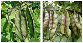 10 Bags (10 Seeds / Bag) of Hyacinth Bean in Purple and Green International ship - £21.57 GBP