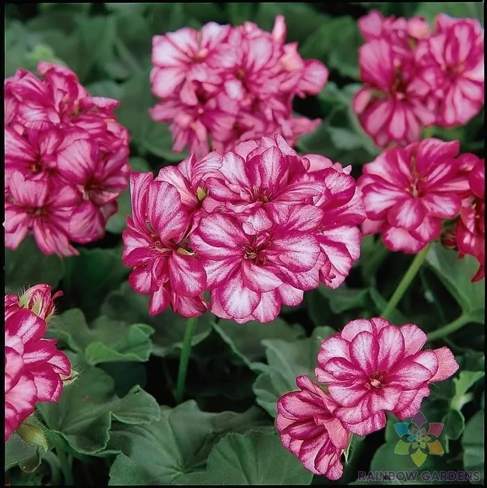 25 Precision Burgundy Ice Ivy Leaf Geranium Seeds Fast US Shipping - $200.49 MXN
