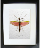 Watermelon Real Stick Marmessoidea Rosea Framed Entomology Collectible S... - $119.52 CAD