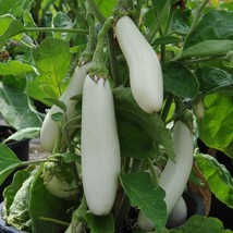 200 Seeds Asian White Eggplant - $10.00