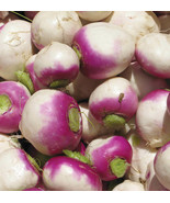 Purple Top Turnip Seeds 600 White Globe Vegetable Fresh Garden - $79.45 MXN
