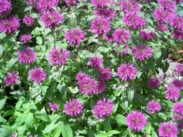 2000 Bee Balm Lemon Mint Monarda Citriodora Herb Purple Flower Seeds From US - $8.35