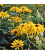 VT Black Eyed Susan Double Golden Gloriosa Rudbeckia HeirloomNon GMO 200... - $11.57
