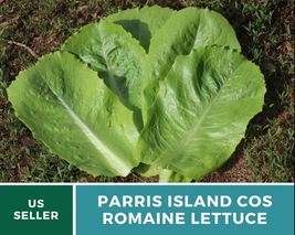 500 Pcs Lettuce Parris Island Cos Romaine Heirloom Seeds Lactuca sativa ... - $19.70