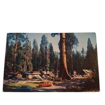 Postcard Giant Forest Village Sequoia National Park California Chrome Posted - £9.59 GBP