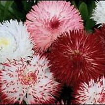 New Fresh Seeds 30 Double Bellis English Daisy Flower Seed Mix Self-Seeding Annu - $25.28