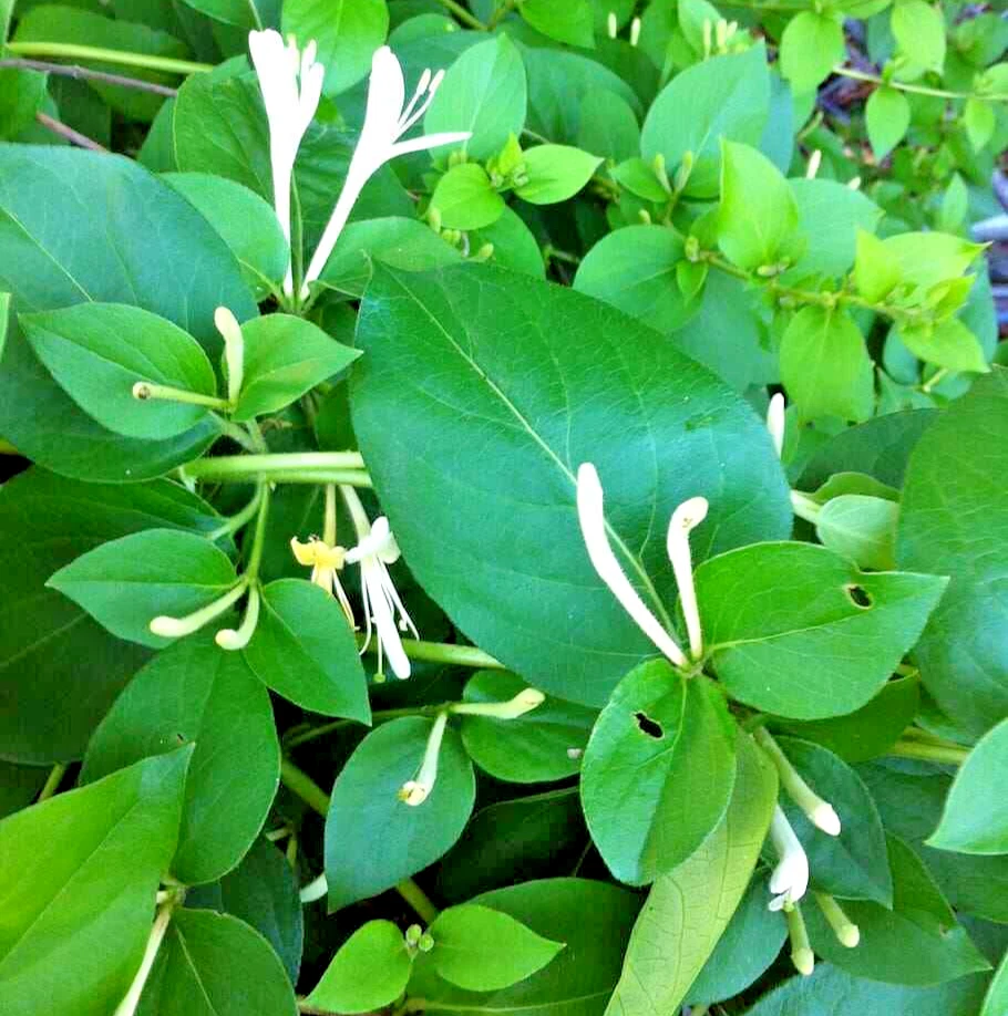 50 European Fly Honeysuckle Seeds, Lonicera xylosteum Vine, Ornamental S... - $8.69