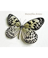 Large Tree Nymph Idea Electra RARE Real Butterfly Framed Entomology Shad... - $2,172.86 MXN