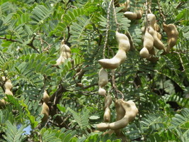 Tamarindus Indica Tamarind Tree Fresh Seeds - £14.89 GBP