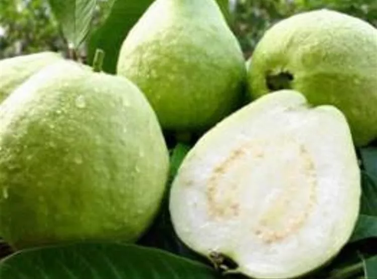 20 White Guava Taiwan Pearl Guava Seeds Fresh Gardening USA Shipping - £8.32 GBP