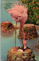 Flamingo nesting at Hialeah Race Course Miami Florida Postcard Posted 1951 - £7.80 GBP