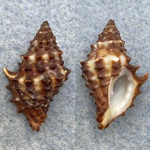 Muricopsis zeteki 22.5mm F+ SCUBA, Under Rock, Low Tide, Venado Beach, P... - £3.86 GBP