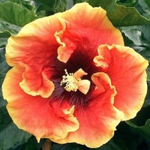 20 Yellow Orange Hibiscus Seeds Flowers Flower Seed Perennial Bloom 445 - £6.33 GBP