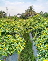 Nusantara organic bird&#39;s eye chili pepper seeds Hot Pepper Seed - $5.55